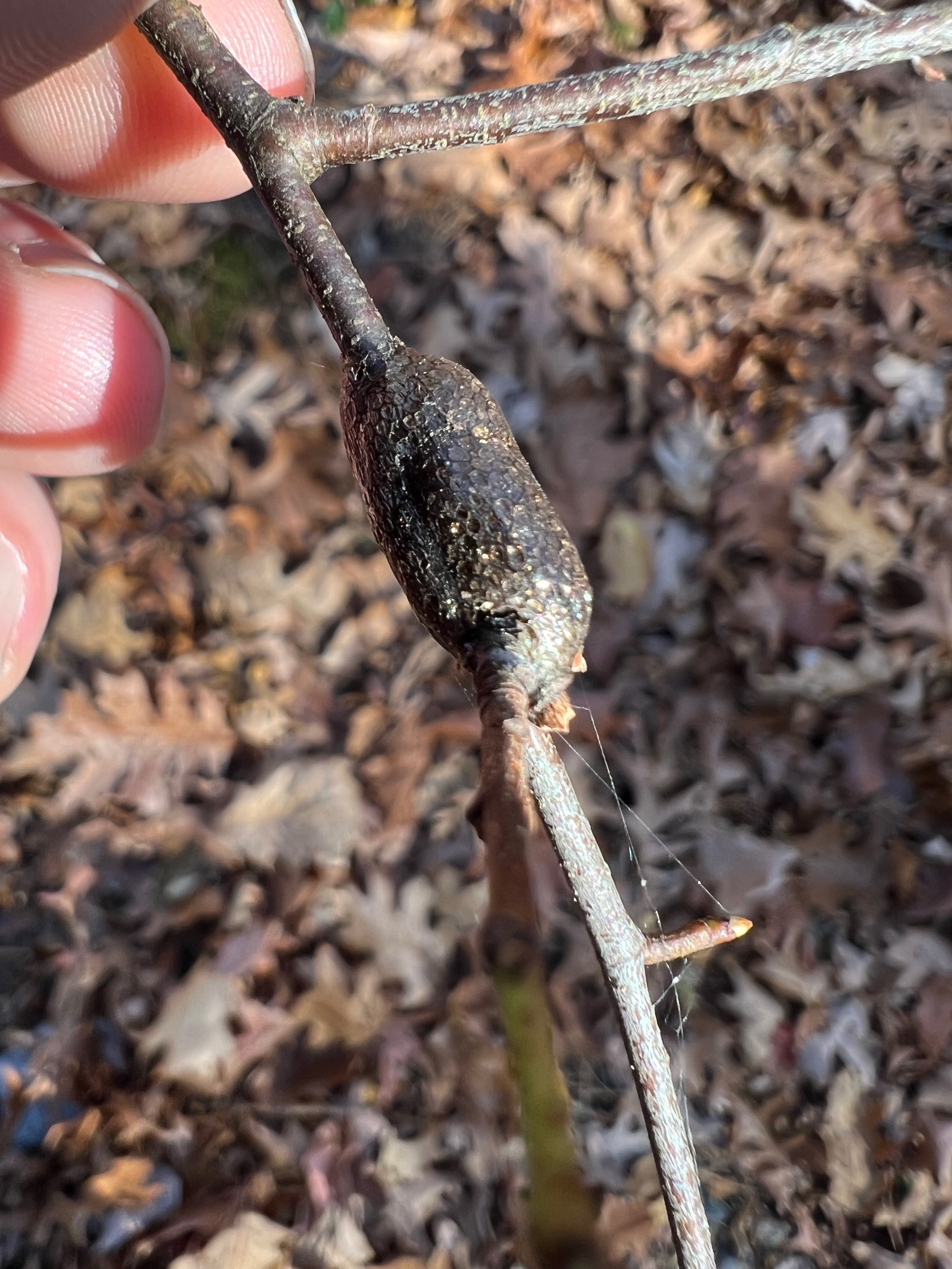 Malacosoma